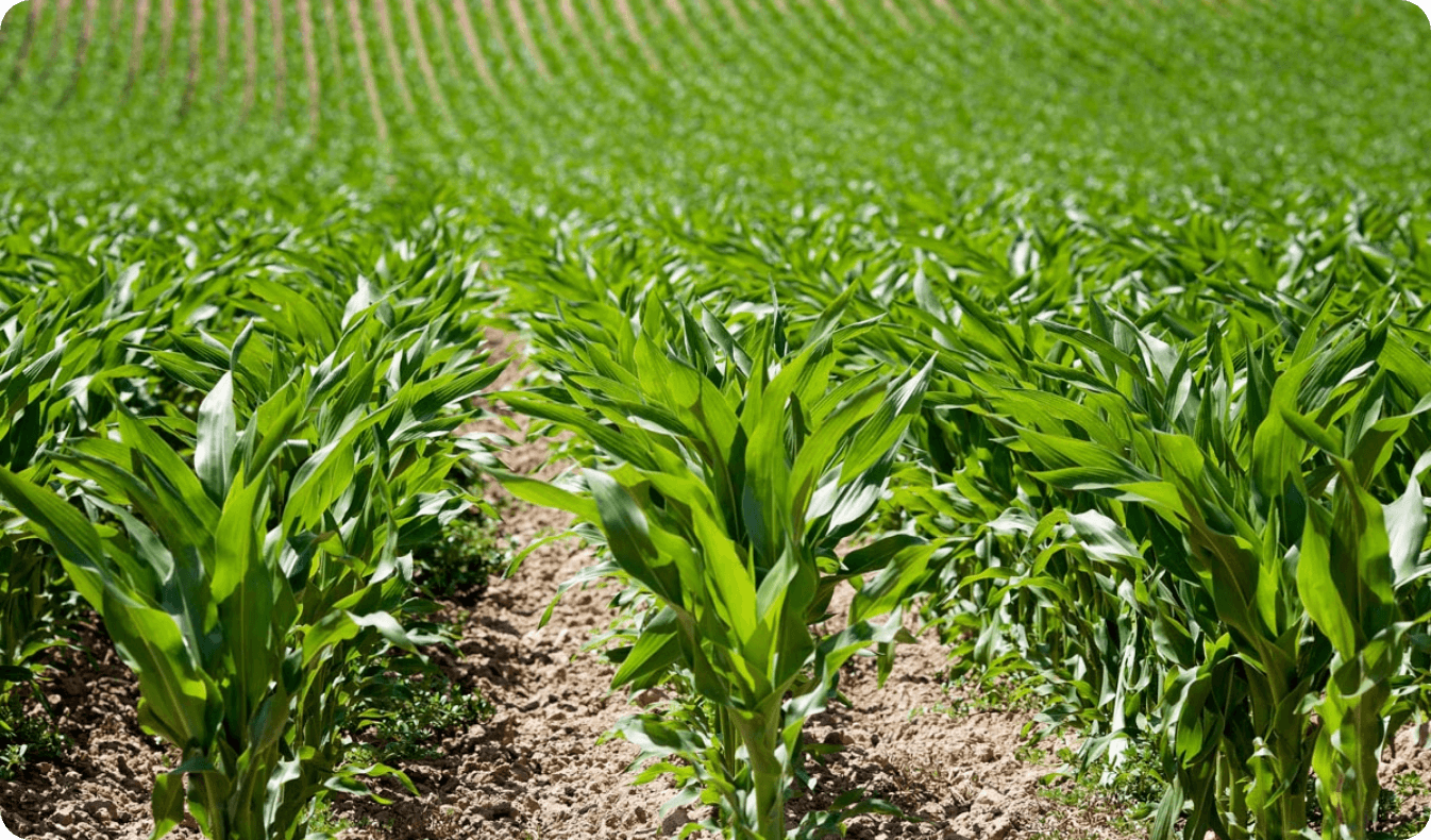Planta Milpa