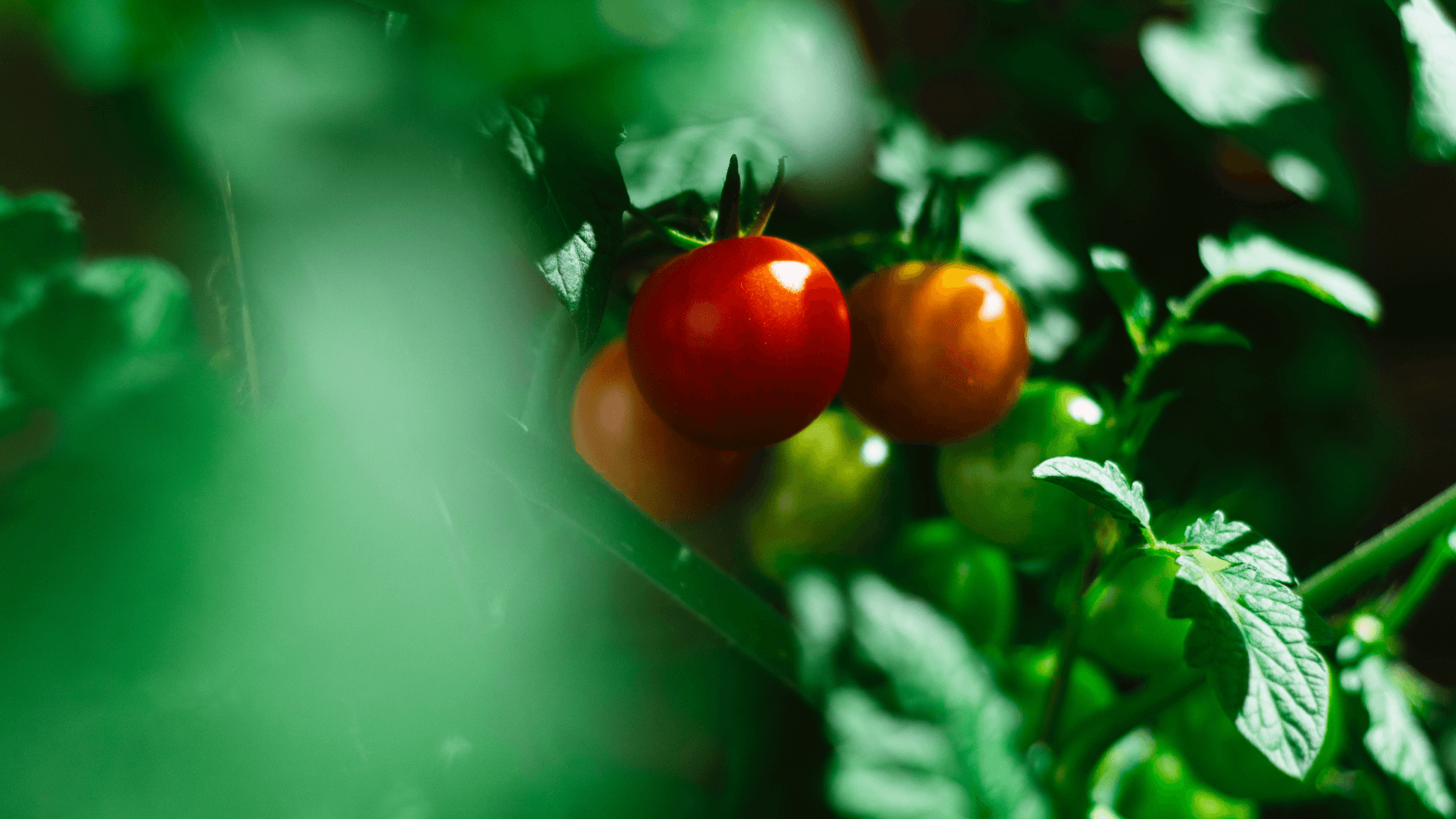 Slider Tomate